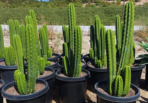 san pedro cactus
