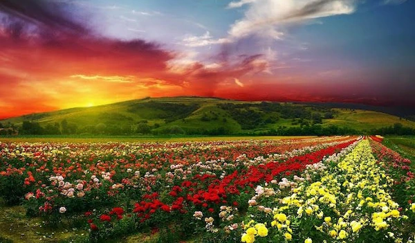 valley of the roses spirituality